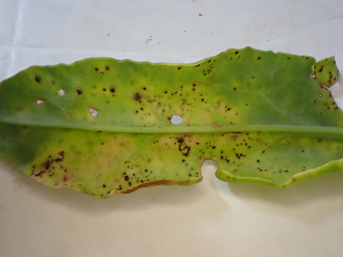 Puccinia acetosae