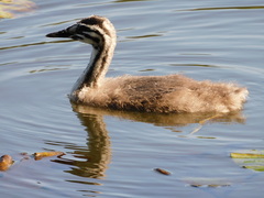 Podiceps cristatus