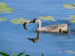 Podiceps cristatus