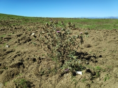 Cirsium morisianum