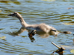 Podiceps cristatus