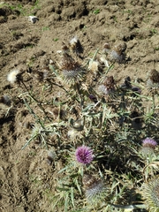 Cirsium morisianum