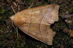 Goniocraspidum pryeri