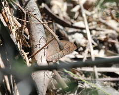 Pindis squamistriga