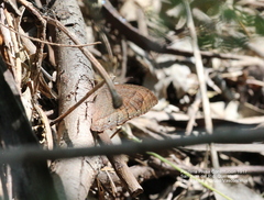 Pindis squamistriga