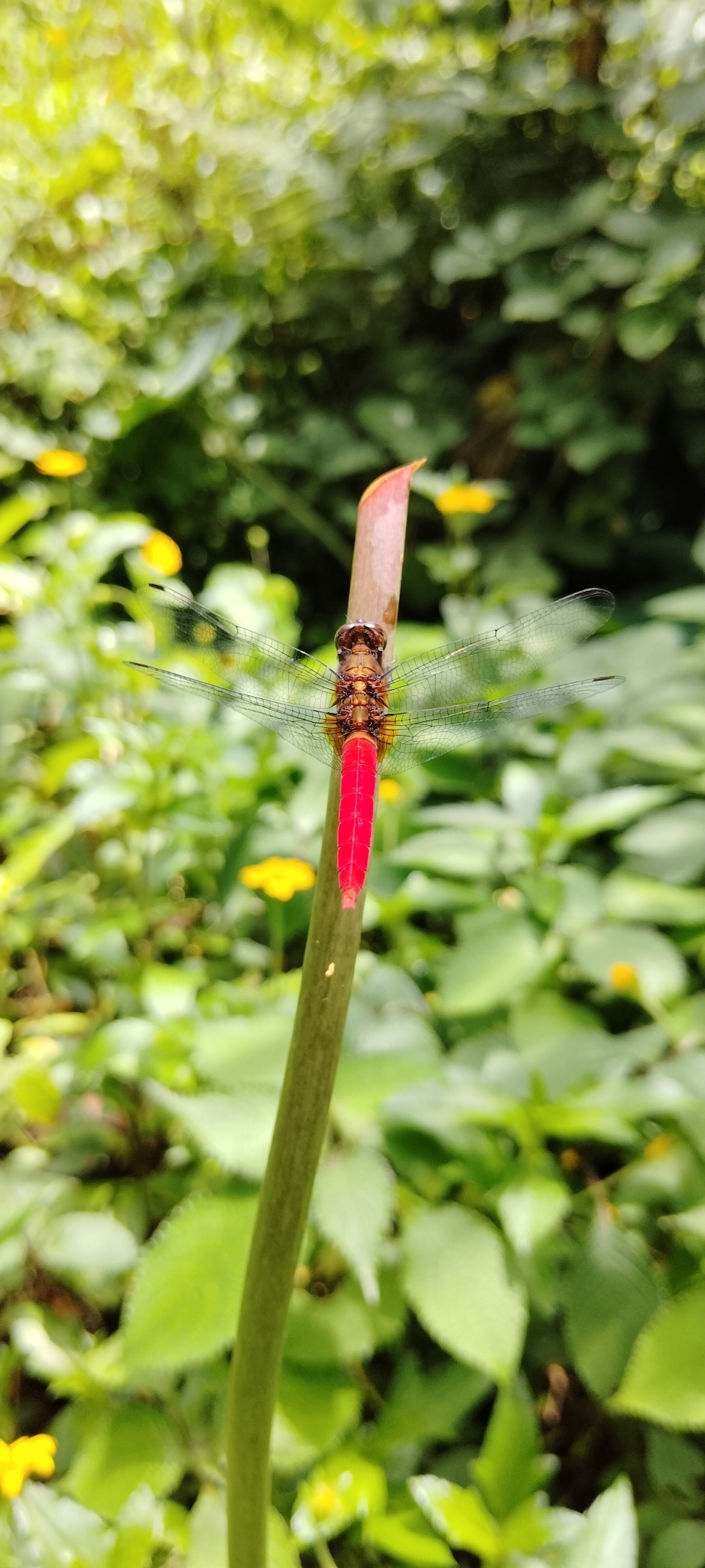 Spine-Tufted Skimmer