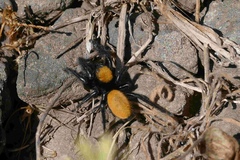 Phidippus cardinalis