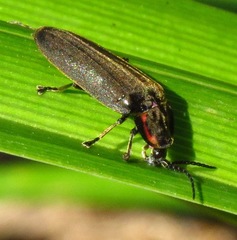 Pyropyga decipiens