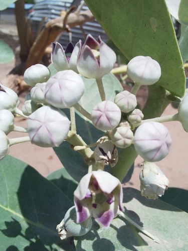 giant milkweed
