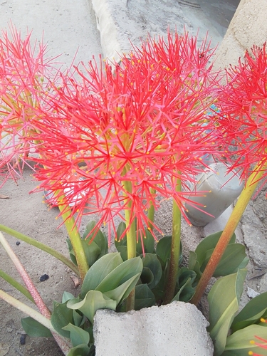 Bloodlily