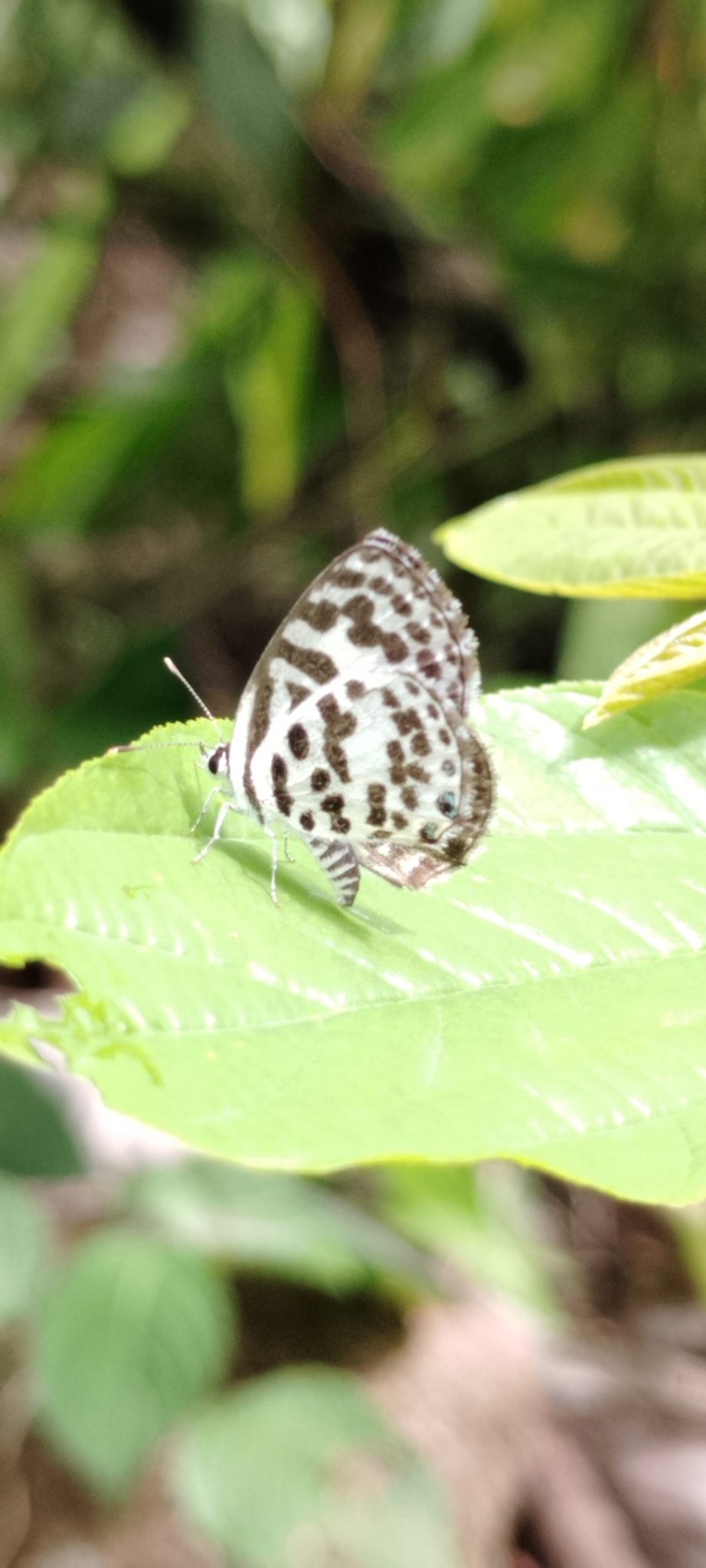 Common Pierrot