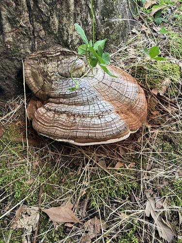 Ganoderma applanatum