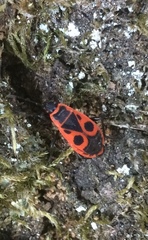 Pyrrhocoris apterus