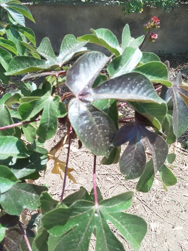 Bellyache Bush