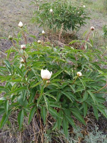 Paeonia lactiflora