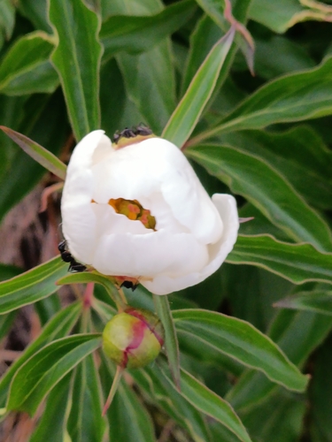 Paeonia lactiflora