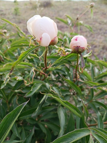 Paeonia lactiflora