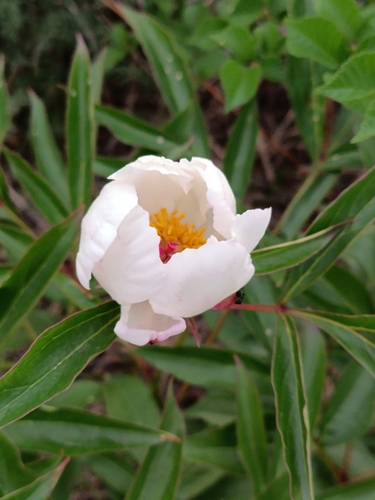 Paeonia lactiflora