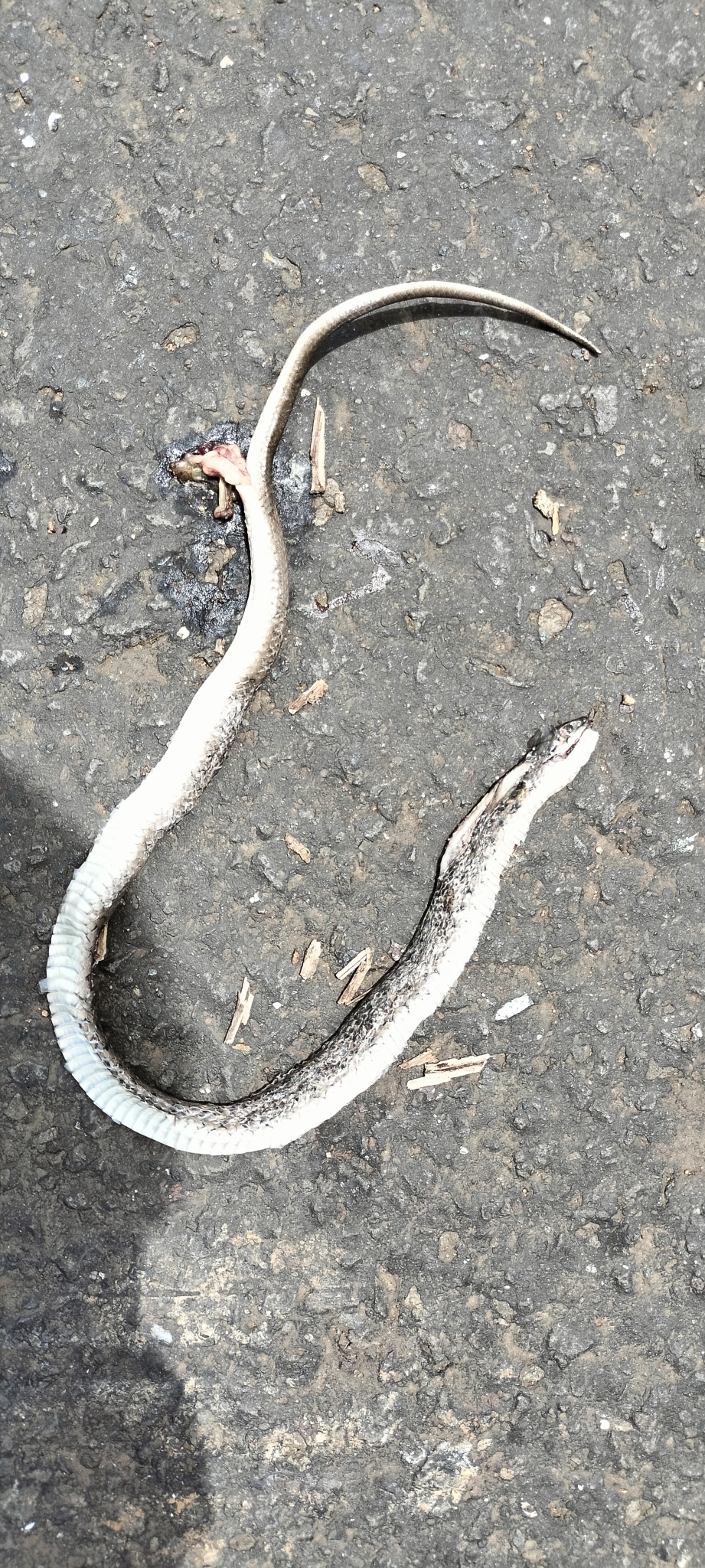 Asiatic water snake