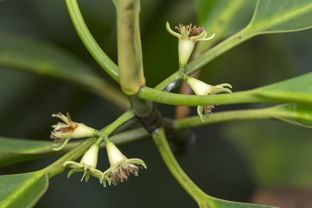 Bakau Putih (Bruguiera cylindrica)  iNaturalist