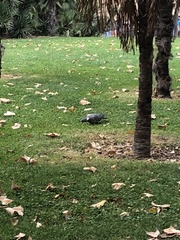 Columba palumbus