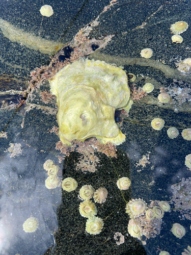 Magallana gigas