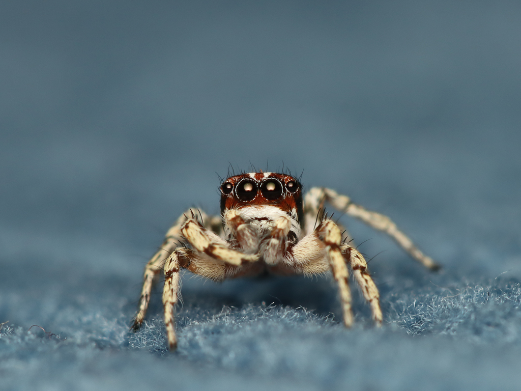 Evarcha praeclara
