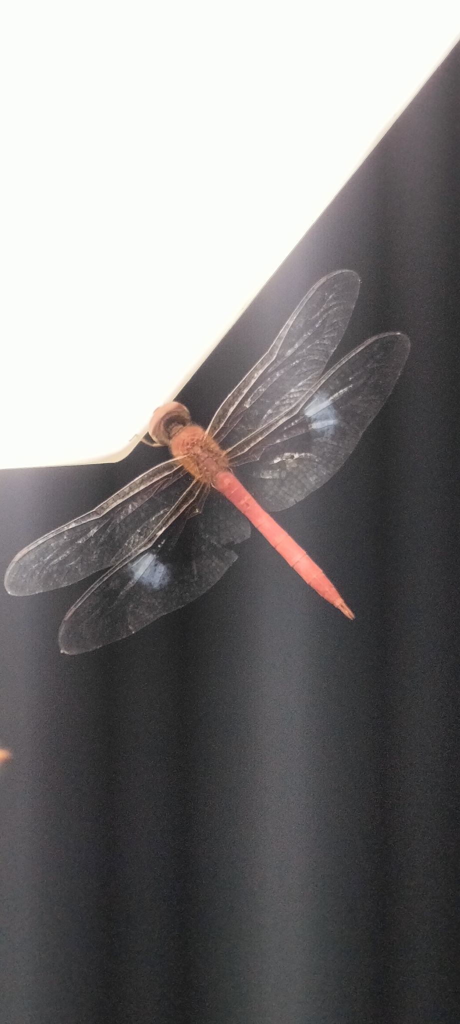 Coral-Tailed Cloudwing