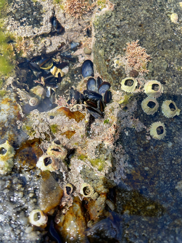 Mytilus edulis