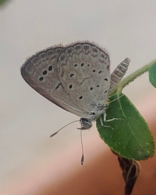 Dark Grass Blue