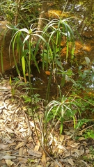 Cyperus sexangularis