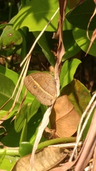 Brakefieldia perspicua perspicua