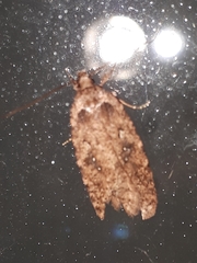 Agonopterix heracliana