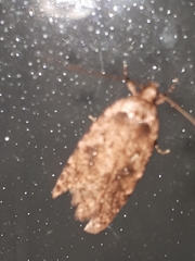 Agonopterix heracliana