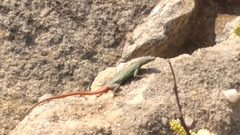 Platysaurus orientalis