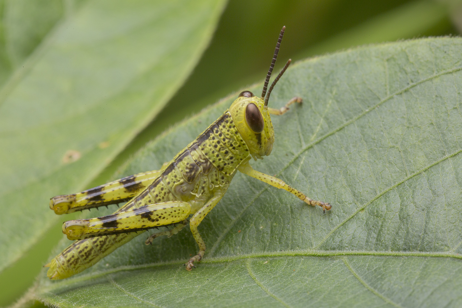 Valanga nigricornis nigricornis