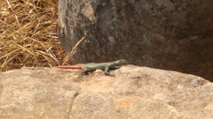 Platysaurus orientalis