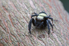 Thorelliola ensifera