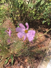 Cosmos parviflorus