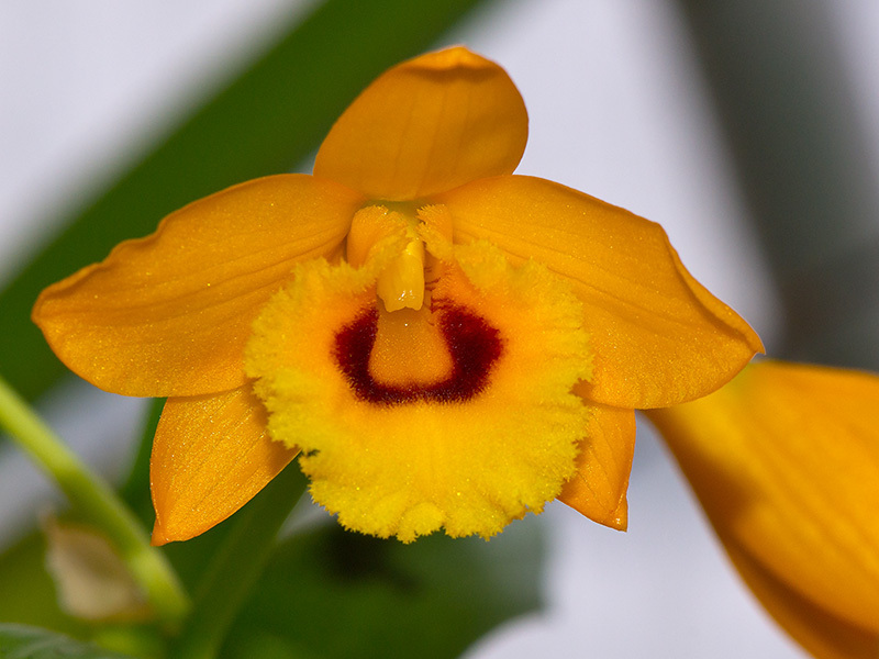 Dendrobium denneanum Kerr