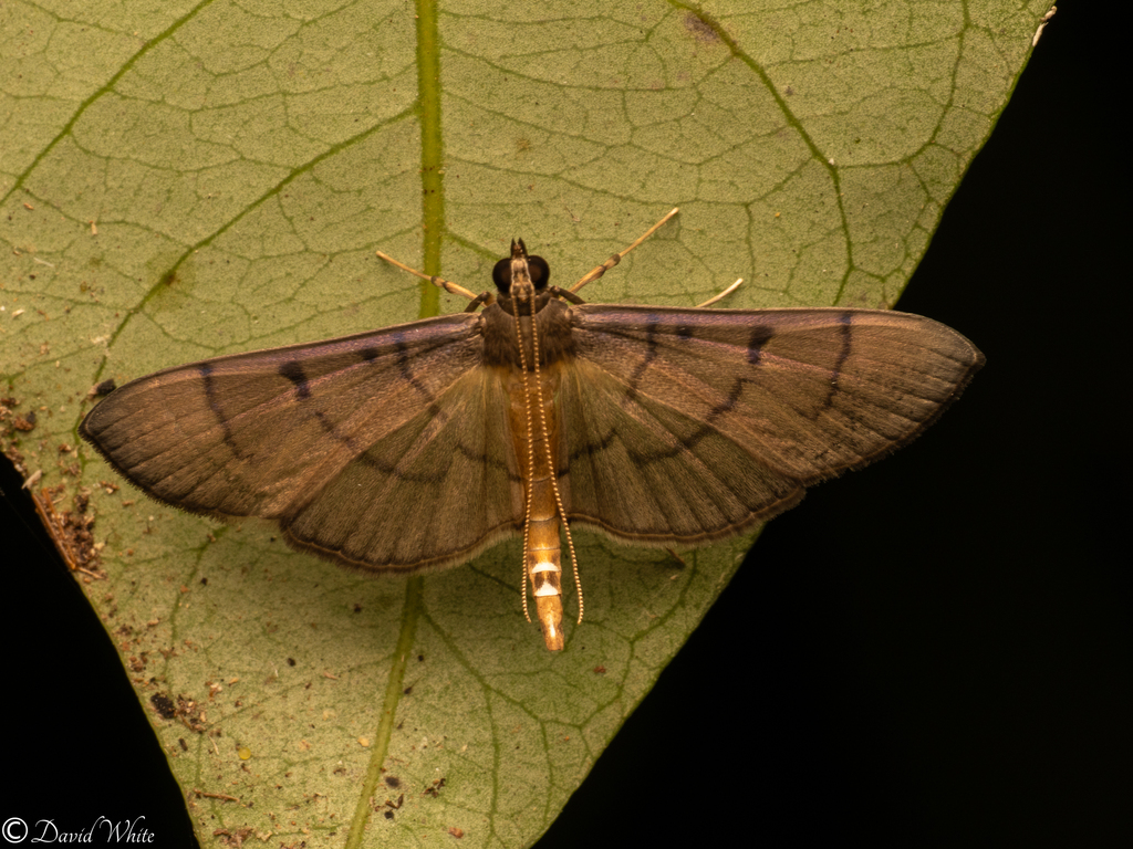 Bacotoma illatalis
