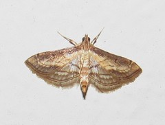 Cnaphalocrocis