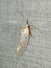 Enaemia basistriga