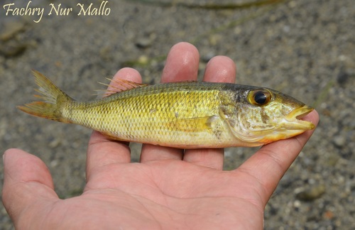 Lethrinus variegatus observed 2025-06-13