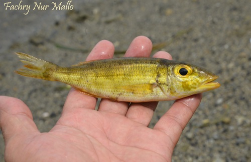 Lethrinus variegatus observed 2025-06-13