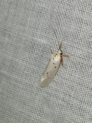 Enaemia basistriga