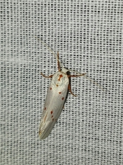 Enaemia basistriga