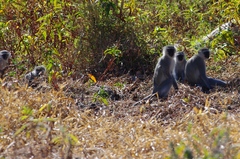 Chlorocebus pygerythrus