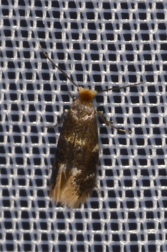 Alder Bent-wing