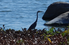 Ardea cinerea cinerea
